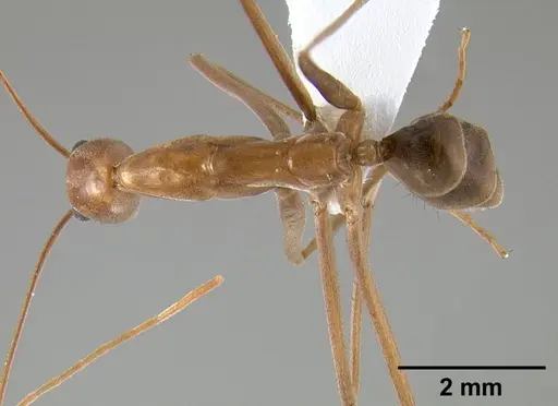Leptomyrmex puberulus - CASENT0127025