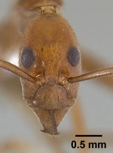 Leptomyrmex puberulus - CASENT0127025