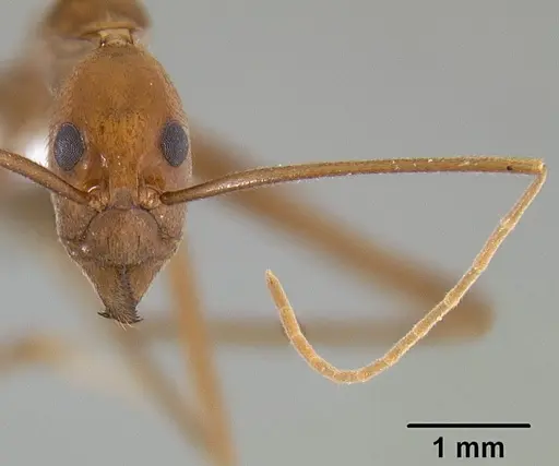 Leptomyrmex puberulus - CASENT0127025