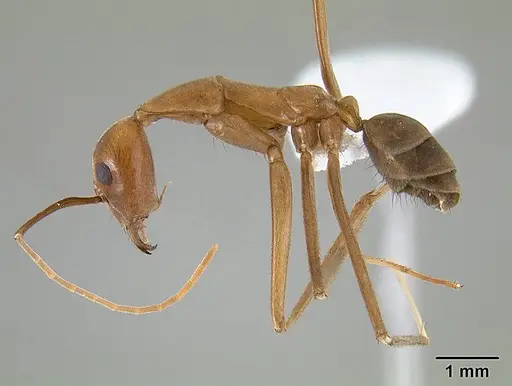 Leptomyrmex puberulus - CASENT0127025
