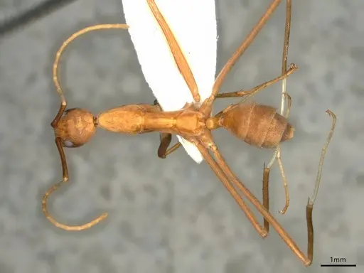 Leptomyrmex puberulus - CASENT0841227
