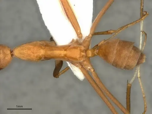 Leptomyrmex puberulus - CASENT0841227
