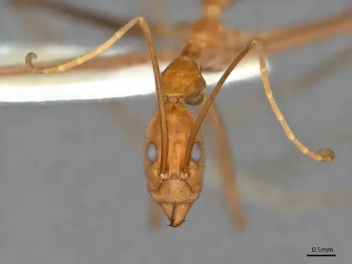 Leptomyrmex puberulus - CASENT0841227