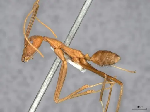 Leptomyrmex puberulus - CASENT0841227