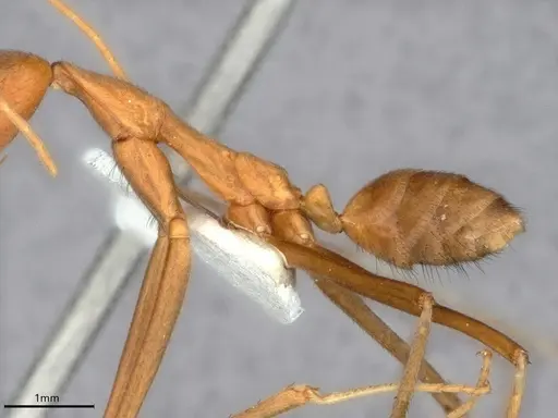 Leptomyrmex puberulus - CASENT0841227