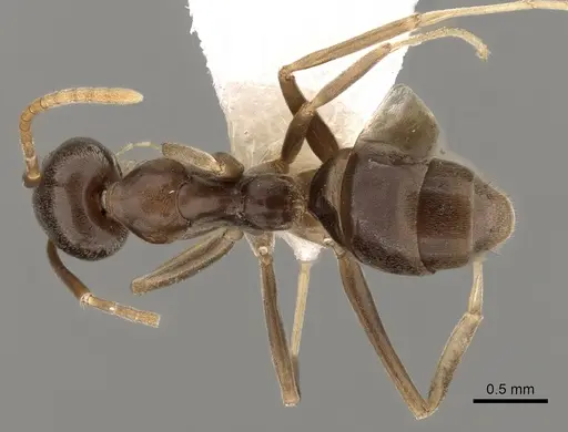 Leptomyrmex ramorniensis specimen