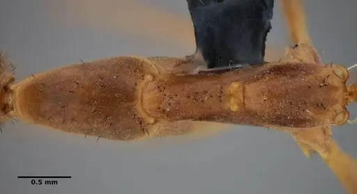 Leptomyrmex relictus specimen