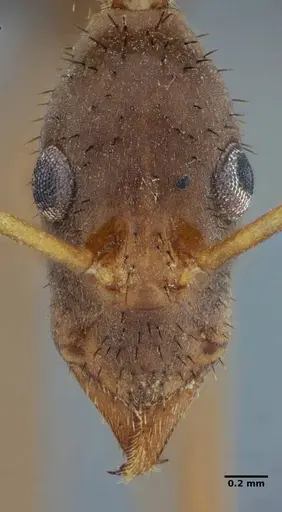 Leptomyrmex relictus specimen