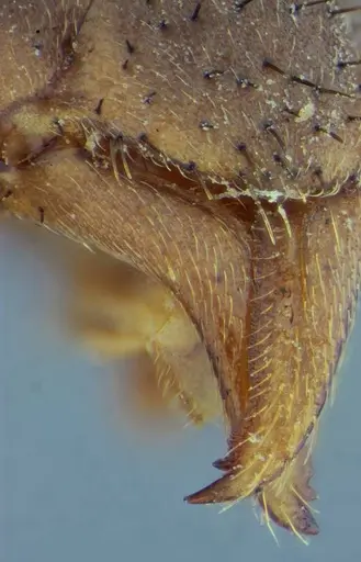 Leptomyrmex relictus - ANTWEB1032698