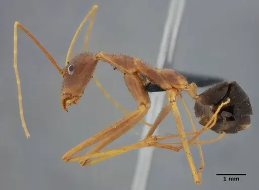 Leptomyrmex relictus - ANTWEB1032698
