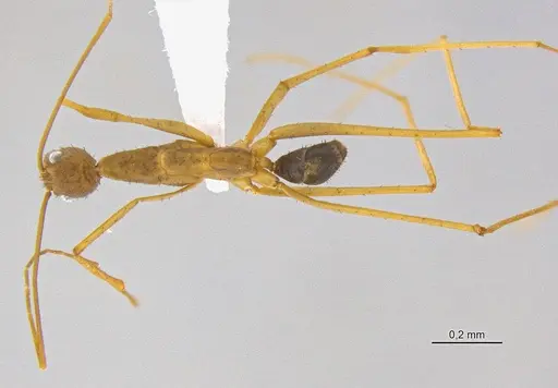 Leptomyrmex relictus - CASENT0106501