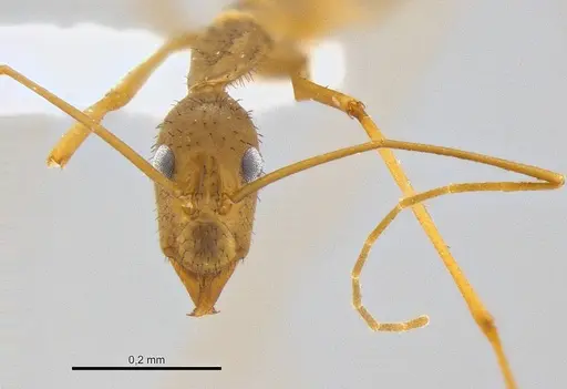 Leptomyrmex relictus - CASENT0106501