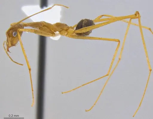 Leptomyrmex relictus - CASENT0106501