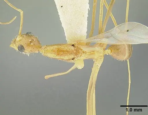 Leptomyrmex relictus - LACMENT323015