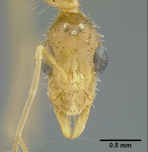 Leptomyrmex relictus - LACMENT323015