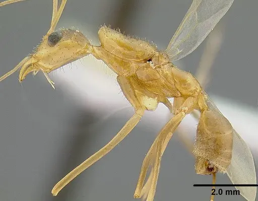 Leptomyrmex relictus - LACMENT323015