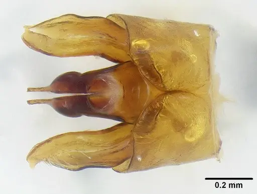 Leptomyrmex relictus - LACMENT323015