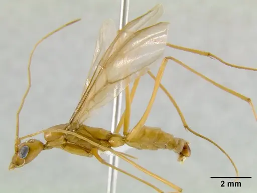 Leptomyrmex rothneyi specimen