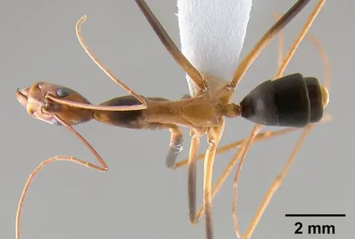 Leptomyrmex rothneyi - CASENT0127056