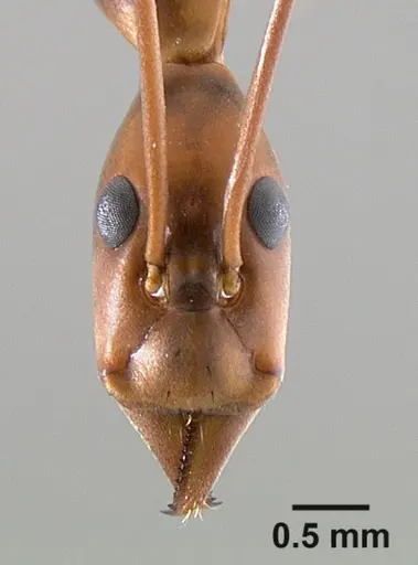 Leptomyrmex rothneyi - CASENT0127056