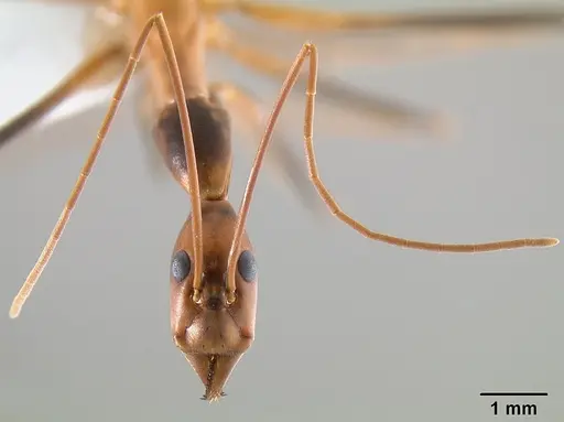 Leptomyrmex rothneyi - CASENT0127056
