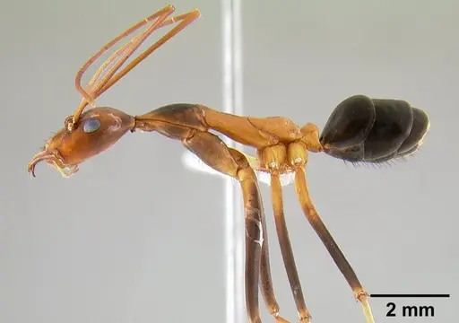 Leptomyrmex rothneyi - CASENT0127056