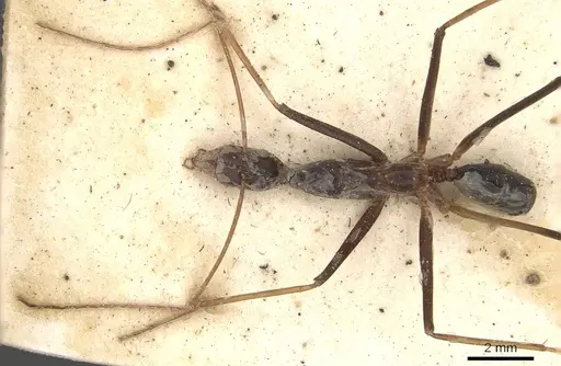 Leptomyrmex rothneyi - CASENT0909494