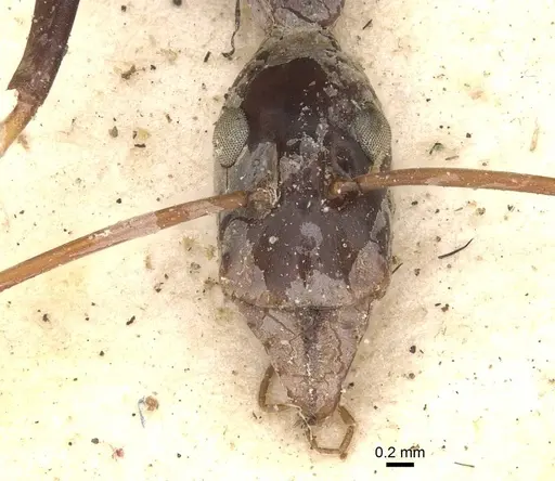 Leptomyrmex rothneyi - CASENT0909494