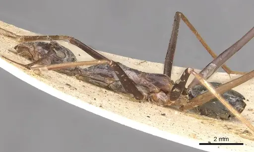 Leptomyrmex rothneyi - CASENT0909494