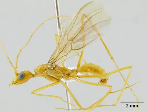 Leptomyrmex ruficeps specimen