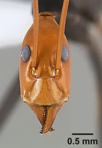 Leptomyrmex ruficeps - CASENT0127122