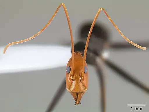 Leptomyrmex ruficeps - CASENT0127122