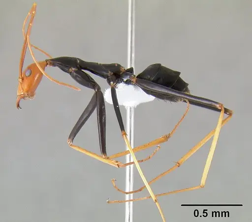 Leptomyrmex ruficeps - CASENT0127122