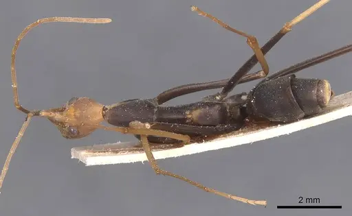 Leptomyrmex ruficeps - CASENT0127384