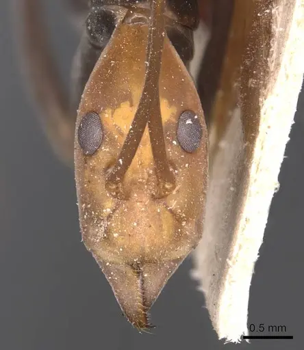 Leptomyrmex ruficeps - CASENT0127384