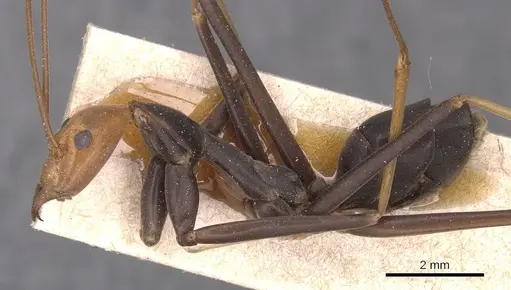 Leptomyrmex ruficeps - CASENT0127384