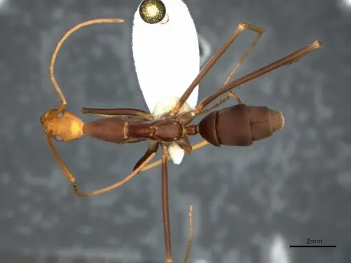 Leptomyrmex ruficeps - CASENT0841230