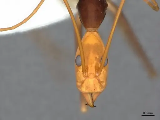 Leptomyrmex ruficeps - CASENT0841230