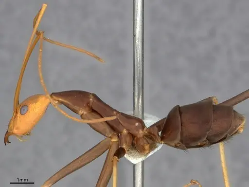 Leptomyrmex ruficeps - CASENT0841230