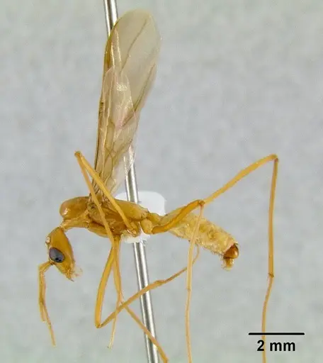 Leptomyrmex rufipes specimen