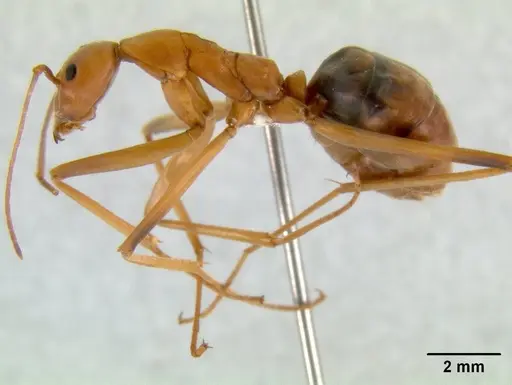 Leptomyrmex rufipes - CASENT0011950