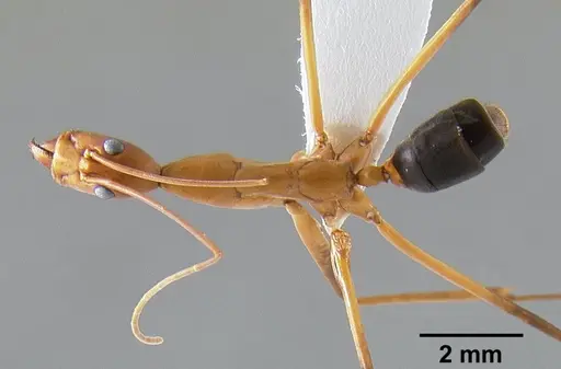 Leptomyrmex rufipes - CASENT0127123