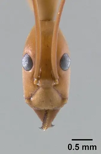 Leptomyrmex rufipes - CASENT0127123