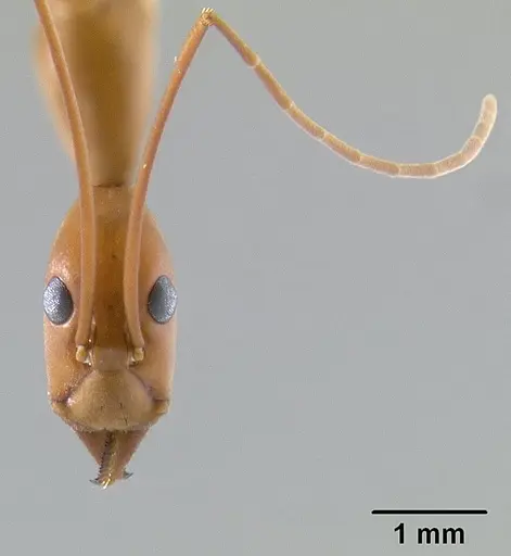 Leptomyrmex rufipes - CASENT0127123