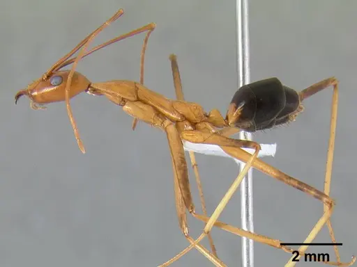 Leptomyrmex rufipes - CASENT0127123