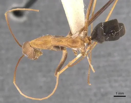 Leptomyrmex rufipes - CASENT0907610