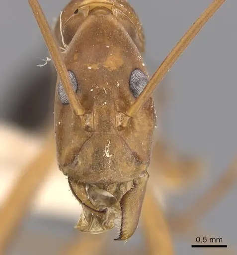 Leptomyrmex rufipes - CASENT0907610