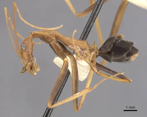 Leptomyrmex rufipes - CASENT0907610