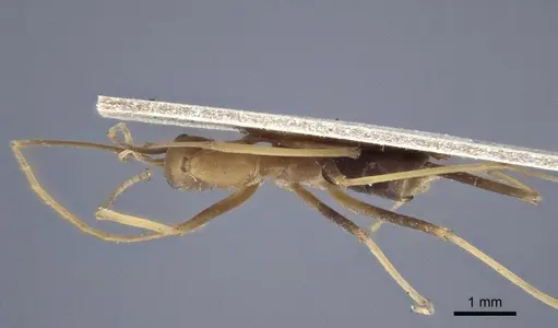 Leptomyrmex rufipes - CASENT0916611