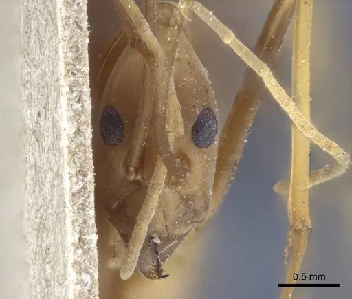 Leptomyrmex rufipes - CASENT0916611